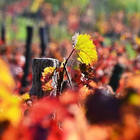 Istrian View Apartment *