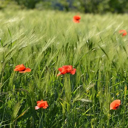 Apartment Istrian View