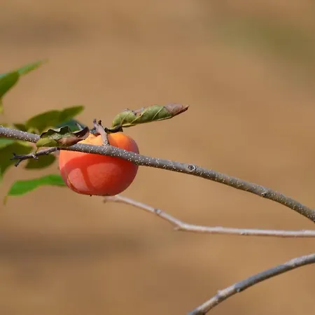 Istrian View * Šmarje