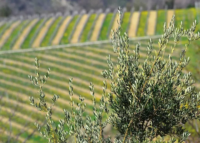Apartment Istrian View