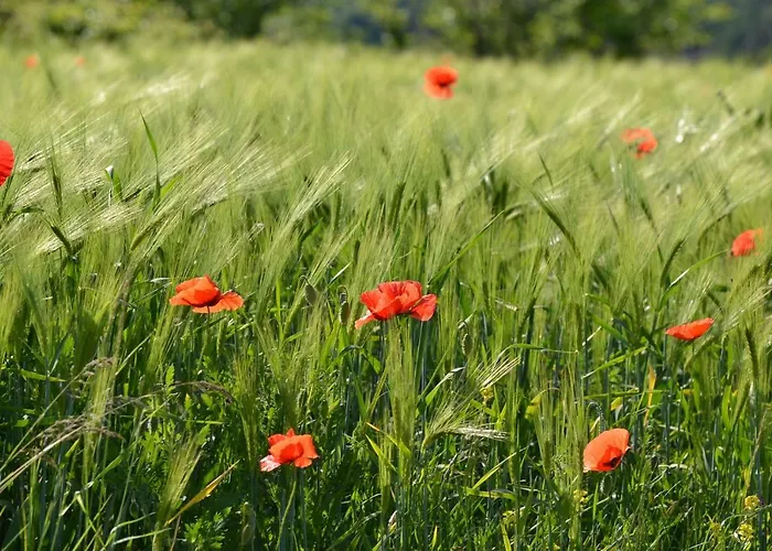 Apartment Istrian View